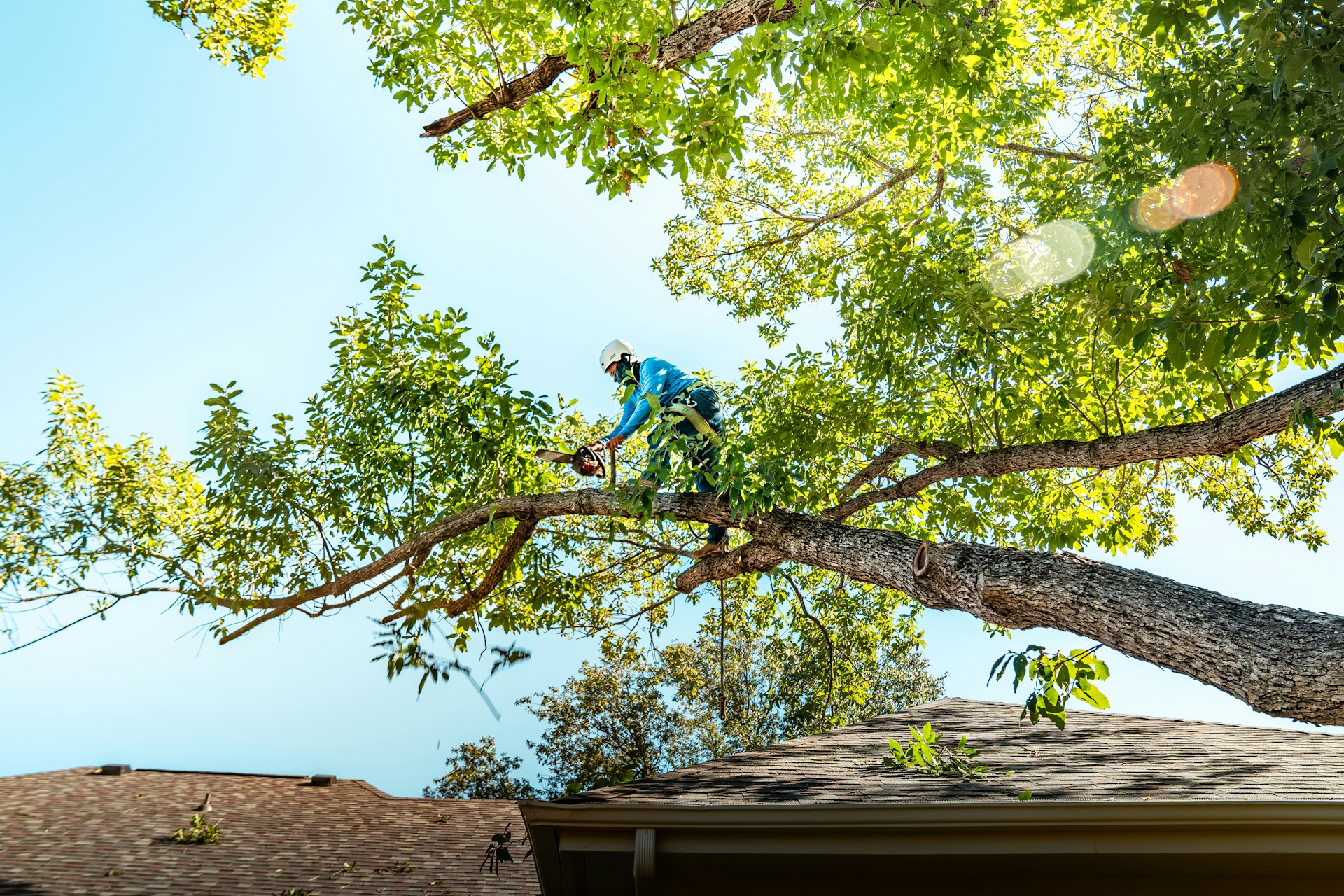 Arborist Service