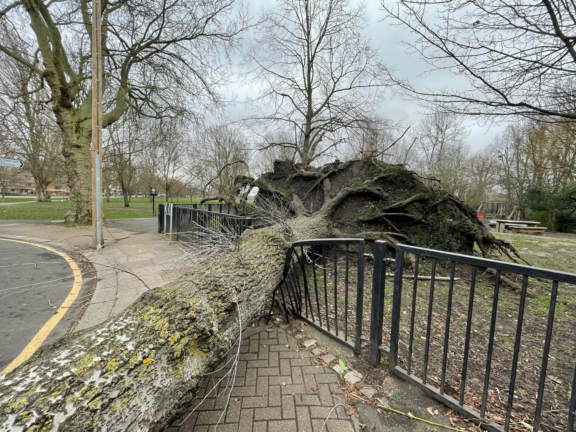 Emergency Tree Services