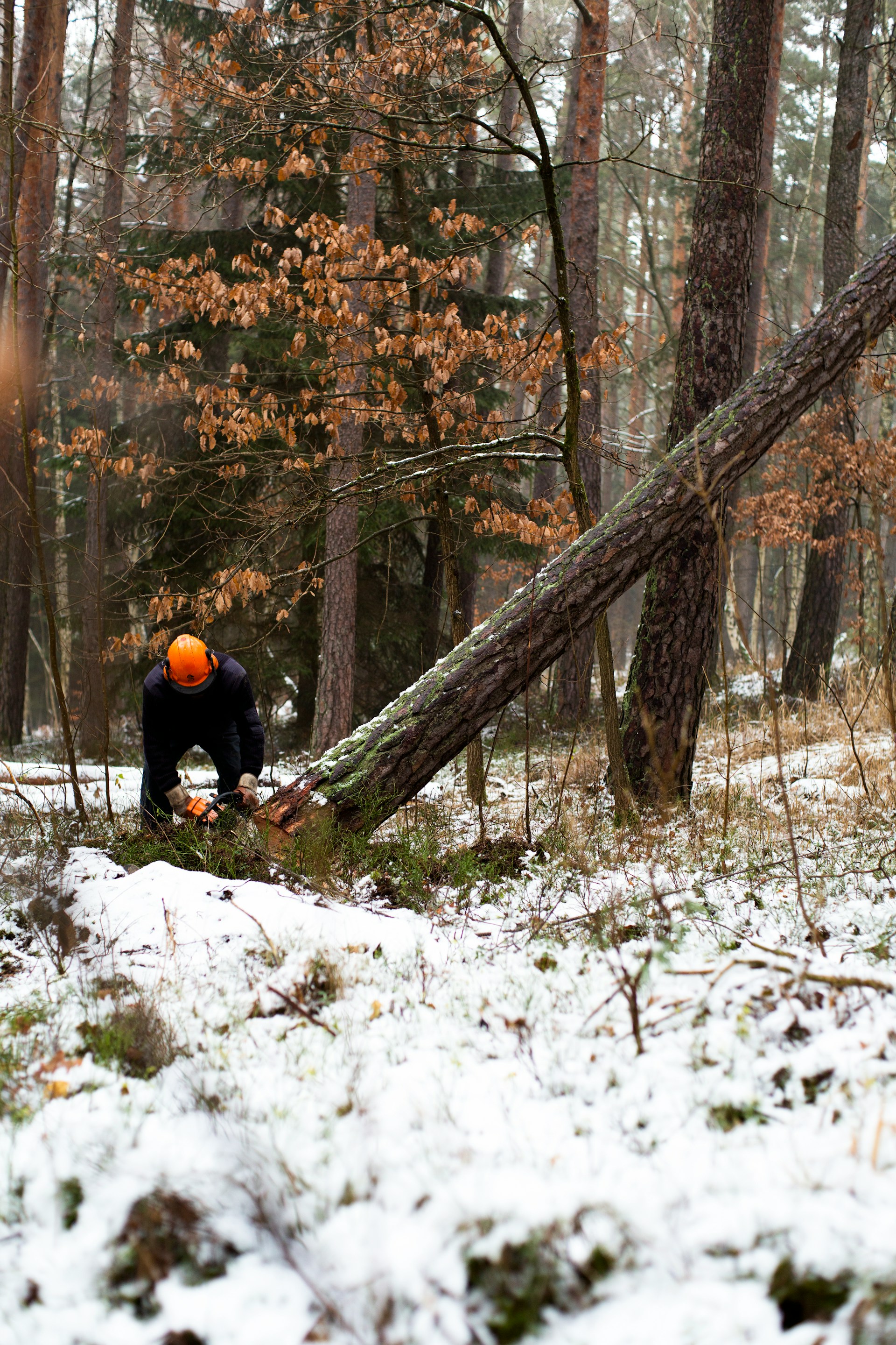 Tree Care and Maintenance