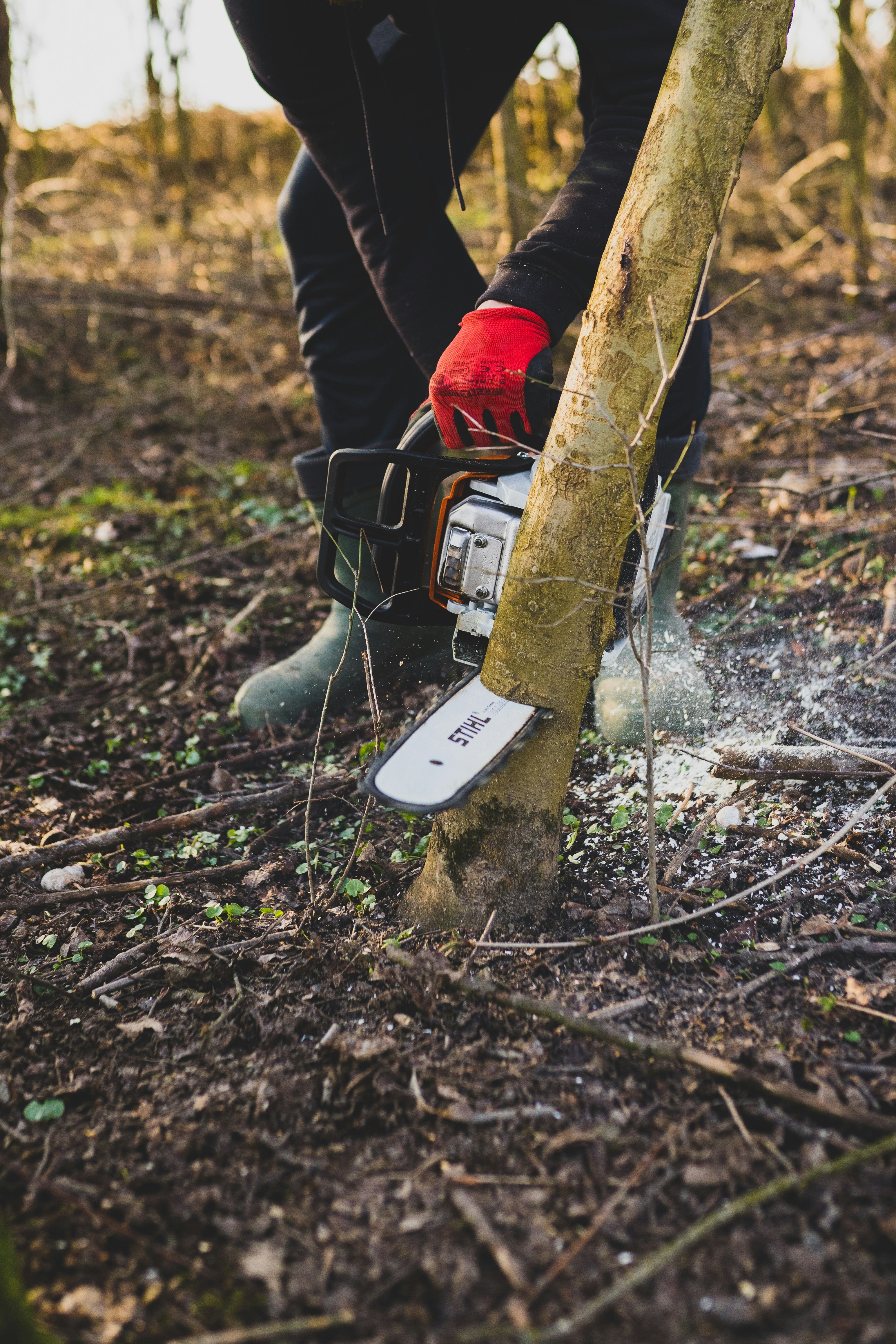 Tree Removal