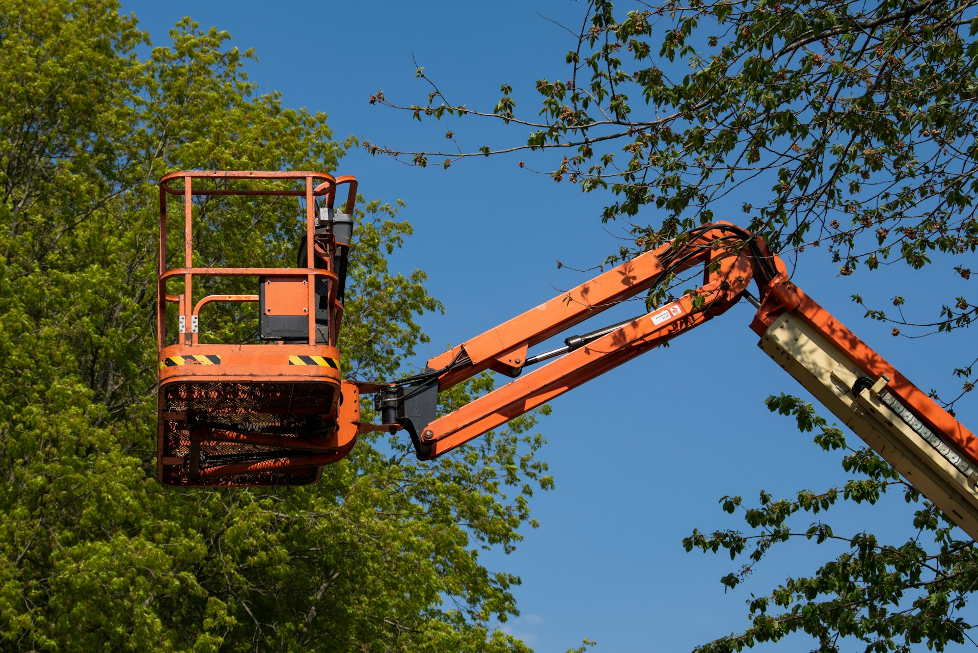 Tree Trimming